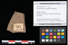 Foto (Objekt + Etikett) von Glyptostrobus europaeus Brongniart (NHMW-GEO-2024-0188-0167)